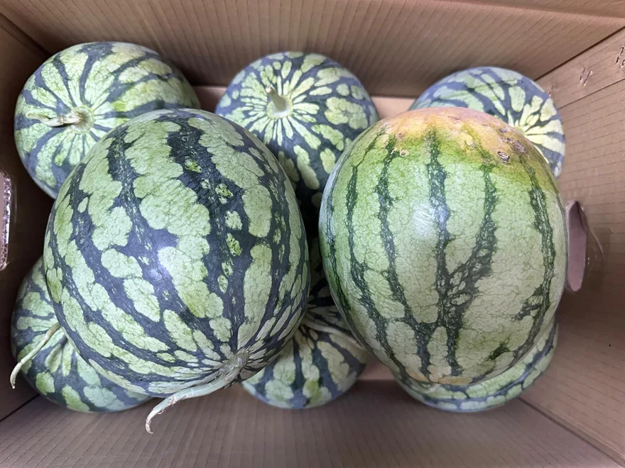 在炎熱的夏天,能吃到瑞祐阿公阿嬤、子宥媽媽,送來的西瓜以及冰棒,讓小… 2